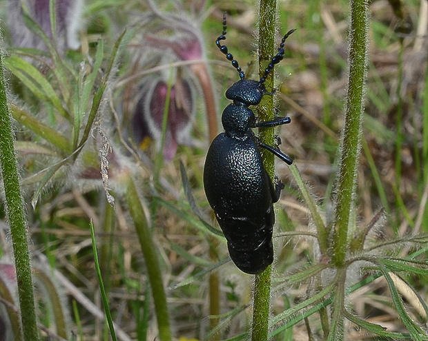 májka obyčajná Meloe proscarabaeus