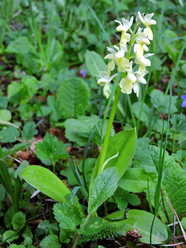 vstavač bledý Orchis pallens L.