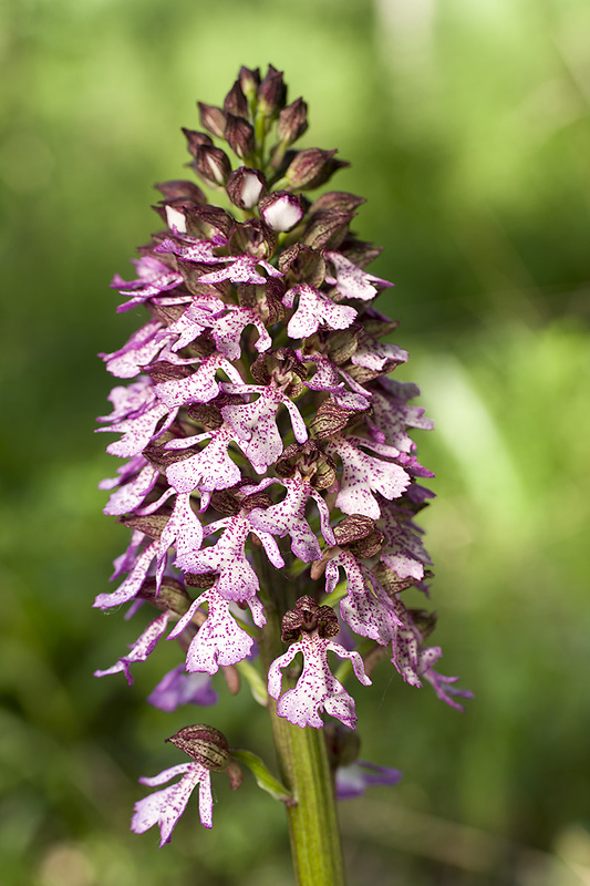 vstavač purpurový Orchis purpurea Huds.