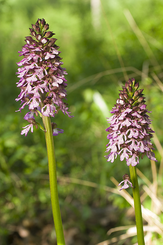 vstavač purpurový Orchis purpurea Huds.