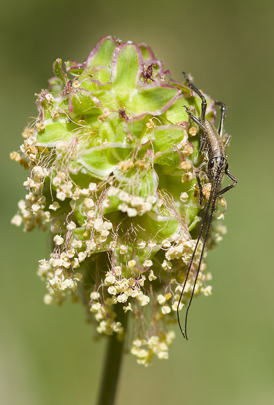 kobylka hnedkastá? Pholidoptera griseoaptera