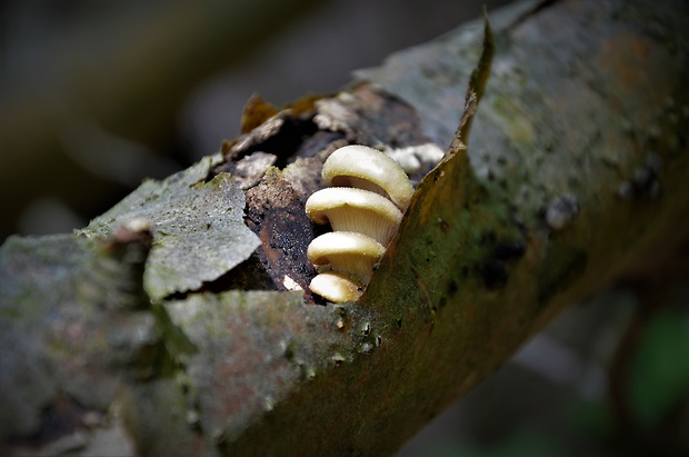 hliva buková Pleurotus pulmonarius (Fr.) Quél.