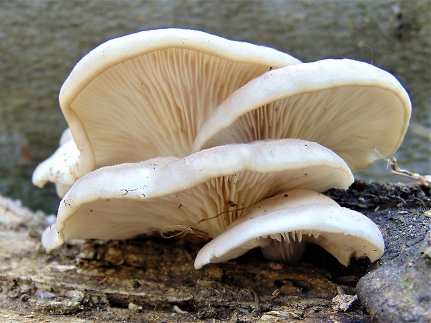 hliva buková Pleurotus pulmonarius (Fr.) Quél.