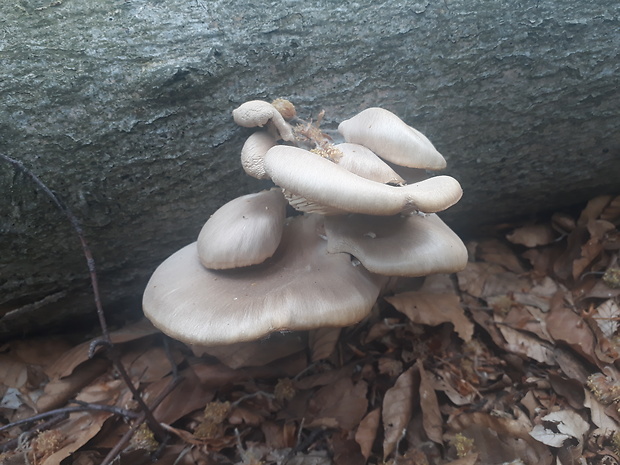 hliva Pleurotus sp.