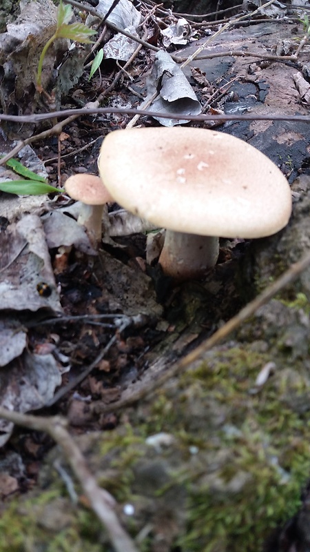 trúdnik klobúčkatý Polyporus umbellatus (Pers.) Fr.