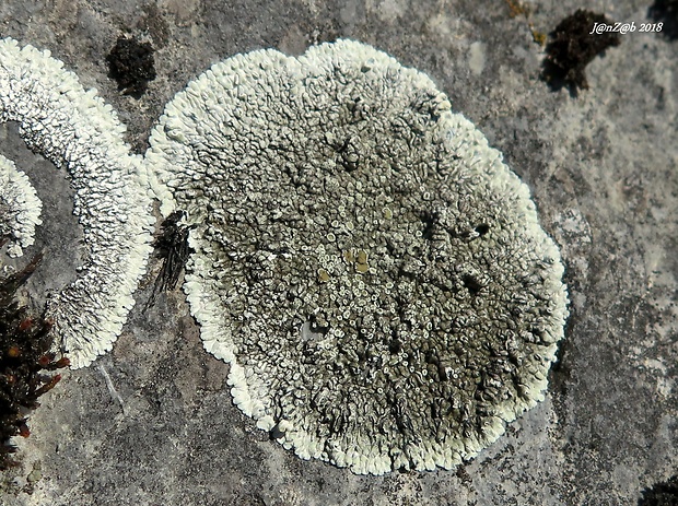 lekanora Protoparmeliopsis muralis (Schreb.) M. Choisy