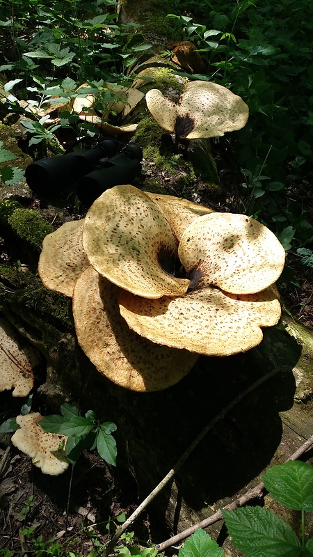 trúdnik tmavohlúbikový Royoporus badius (Pers.) A.B. De