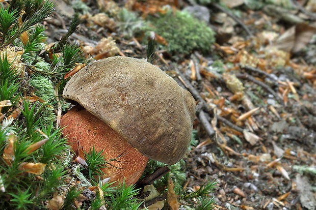 hríb zrnitohlúbikový Sutorius luridiformis (Rostk.) G. Wu & Zhu L. Yang