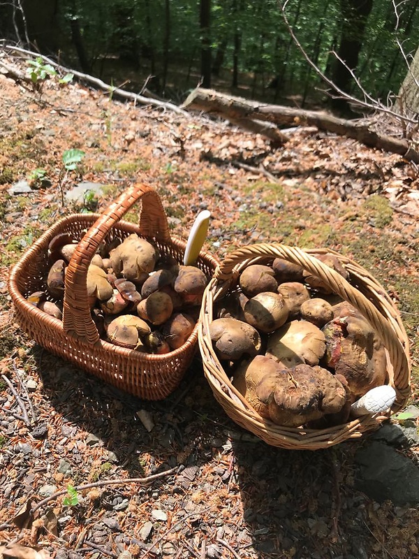 hríb zrnitohlúbikový Sutorius luridiformis (Rostk.) G. Wu & Zhu L. Yang