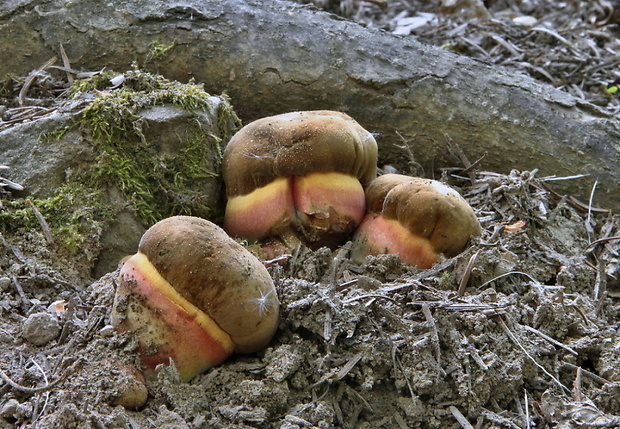 hríb zrnitohlúbikový Sutorius luridiformis (Rostk.) G. Wu & Zhu L. Yang