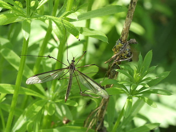 tipuľa kapustová Tipula oleracea