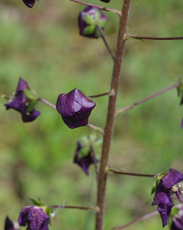 divozel tmavočervený Verbascum phoeniceum L.