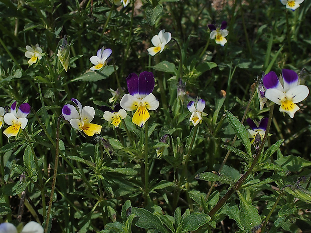 fialka roľná Viola arvensis Murray