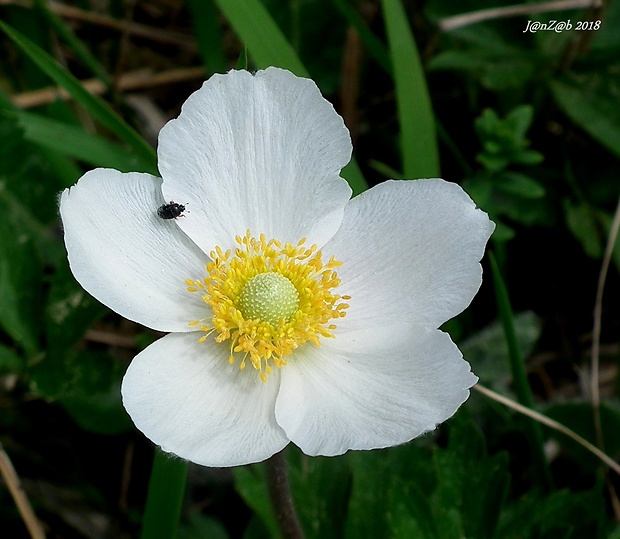 veternica lesná Anemone sylvestris L.