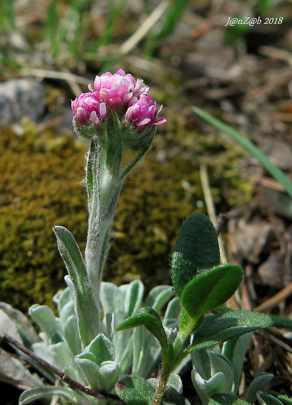 plešivec dvojdomý Antennaria dioica (L.) Gaertn.