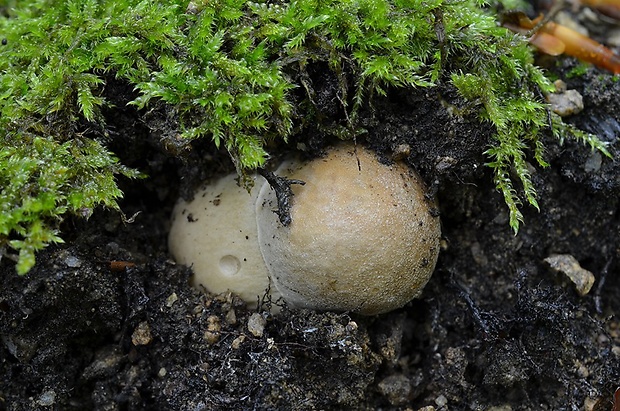 hríb dubový Boletus reticulatus Schaeff.