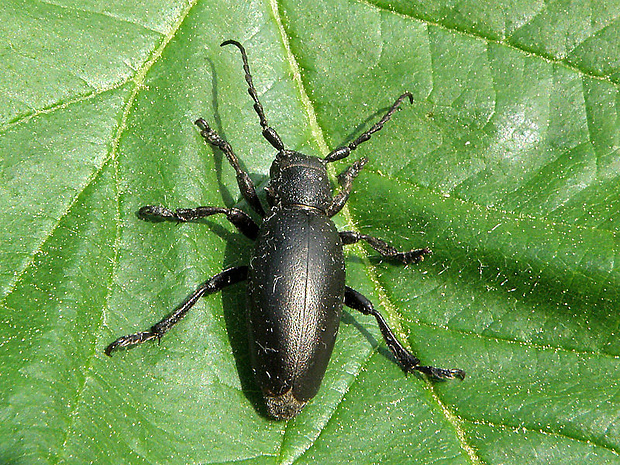 fuzáč čierny  Carinatodorcadion aethiops