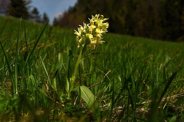 vstavačovec bazový Dactylorhiza sambucina (L.) Soó