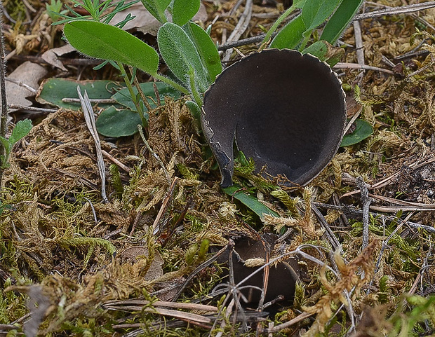 chriapač sosnový Helvella leucomelaena (Pers.) Nannf.