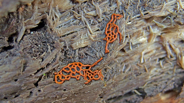 slizovka Hemitrichia serpula (Scop.) Rostaf.