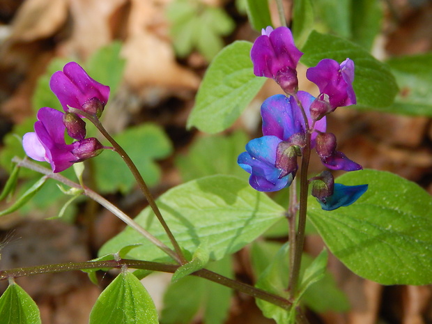 hrachor jarný Lathyrus vernus (L.) Bernh.