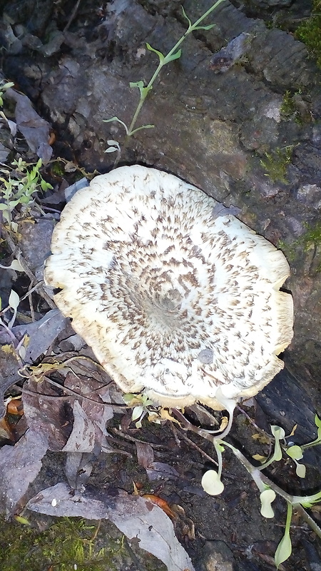 húževnatec tigrovaný Lentinus tigrinus (Bull.) Fr.