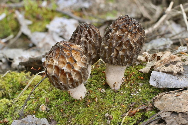 smrčok kužeľovitý Morchella conica Pers.