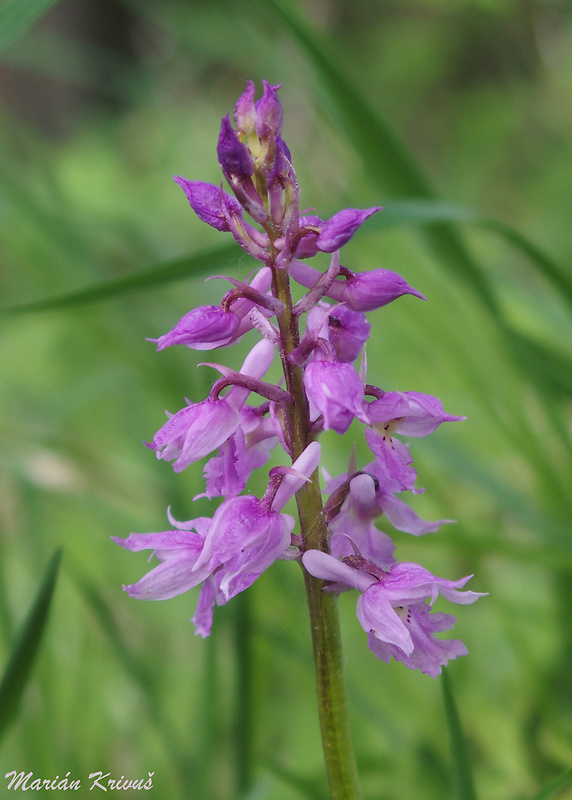 vstavač mužský poznačený Orchis mascula subsp. signifera (Vest) Soó