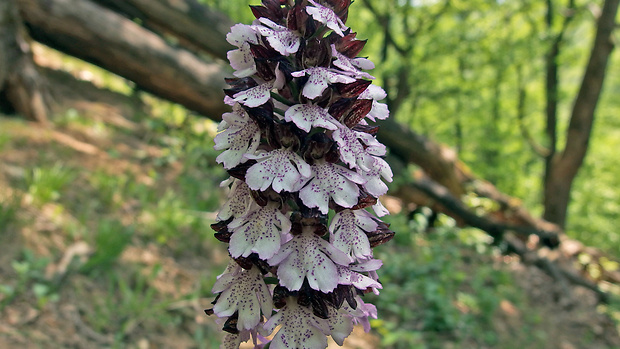 vstavač purpurový Orchis purpurea Huds.