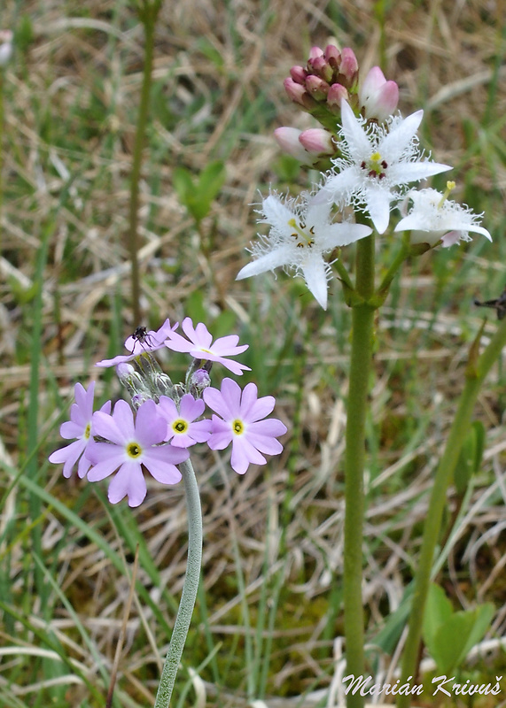 prvosienka pomúčená Primula farinosa L.