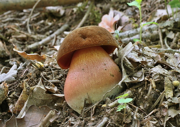 hríb zrnitohlúbikový Sutorius luridiformis (Rostk.) G. Wu & Zhu L. Yang