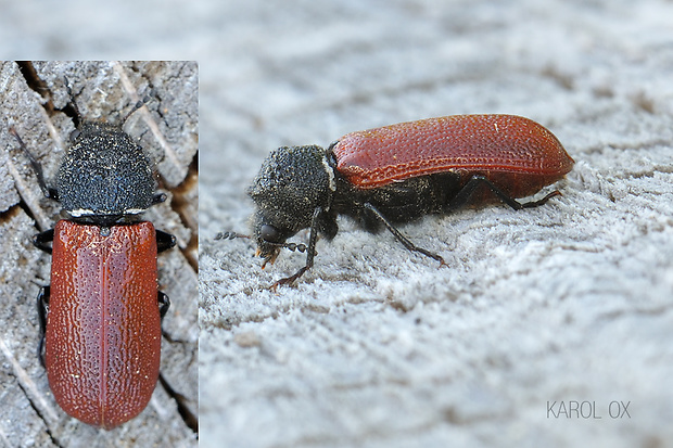 korovník dubový (cz) Bostrichus capucinus