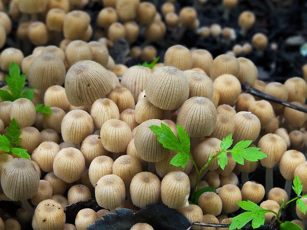 hnojník rozsiaty Coprinellus disseminatus (Pers.) J.E. Lange