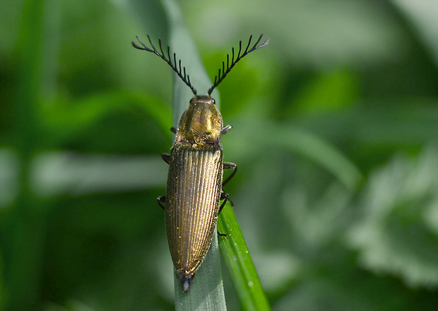 kováčik Ctenicera pectinicornis Elateridae