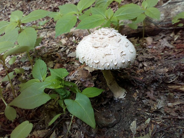 bedľa Macrolepiota sp.