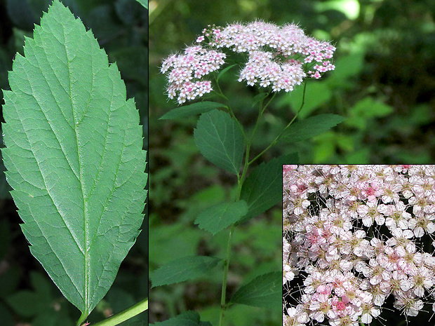 tavoľník japonský Spiraea japonica (L.) Desv.