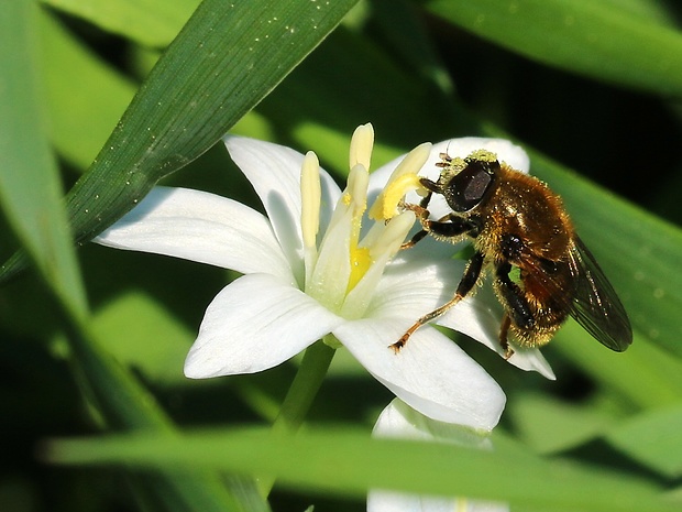 pestrica Merodon aeneus (Syrphidae) samec