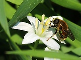 pestrica Merodon aeneus (Syrphidae) samec