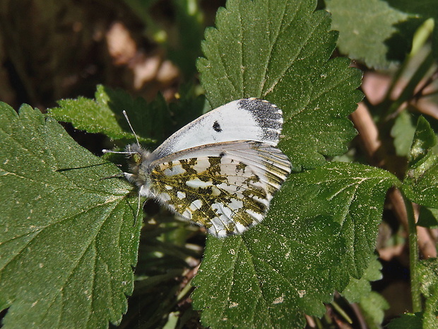 mlynárik žeruchový   /   bělásek řeřichový ♀ Anthocharis cardamines Linnaeus, 1758