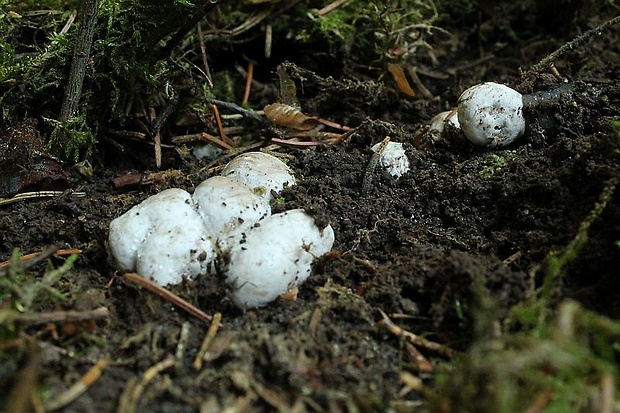 lúpavka Hysterangium sp.