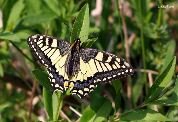 vidlochvost fenyklový Papilio machaon Linnaeus, 1758