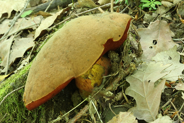 hríb zrnitohlúbikový Sutorius luridiformis (Rostk.) G. Wu & Zhu L. Yang