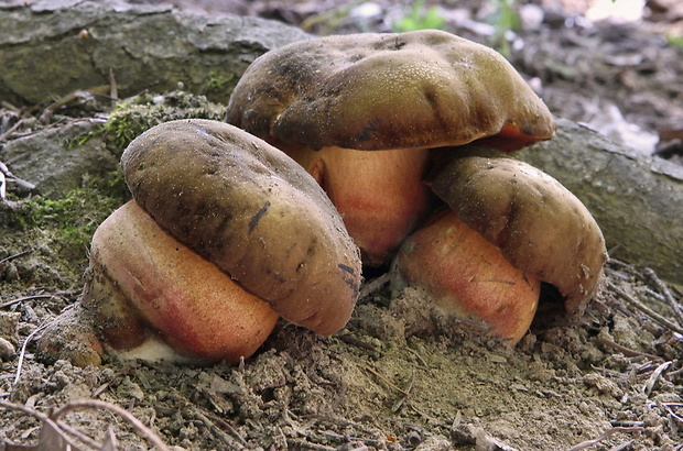 hríb zrnitohlúbikový Sutorius luridiformis (Rostk.) G. Wu & Zhu L. Yang