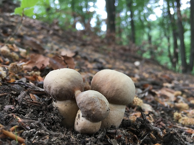 hríb dubový Boletus reticulatus Schaeff.