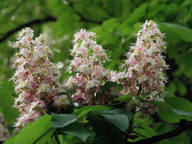 pagaštan konský Aesculus hippocastanum L.