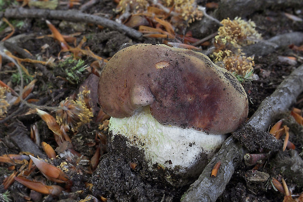 hríb sosnový Boletus pinophilus Pil. et Dermek in Pil.