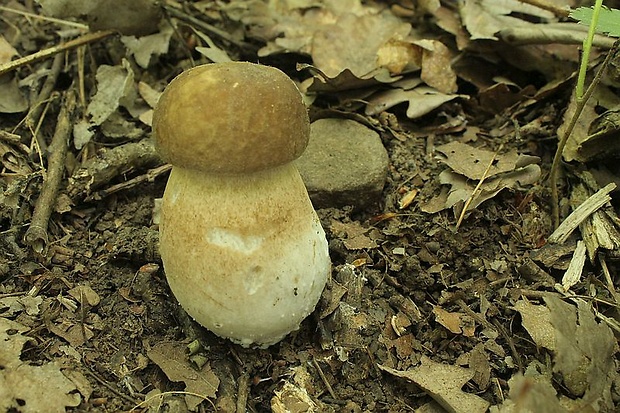 hríb dubový Boletus reticulatus Schaeff.