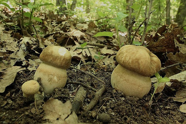 hríb dubový Boletus reticulatus Schaeff.