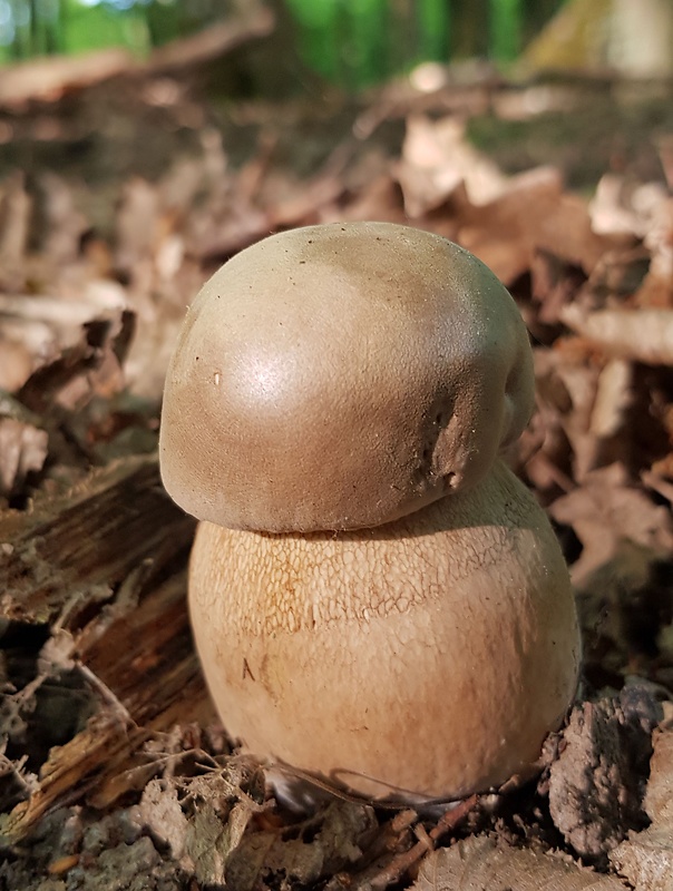 hríb dubový Boletus reticulatus Schaeff.