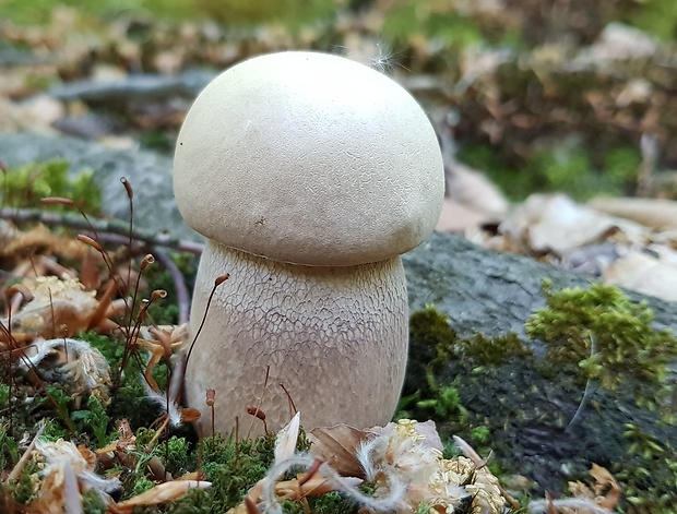 hríb dubový Boletus reticulatus Schaeff.